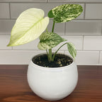 Monstera ‘Mint’ (Monstera deliciosa)