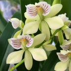 fragrant Orchid Encyclia radiata for sale