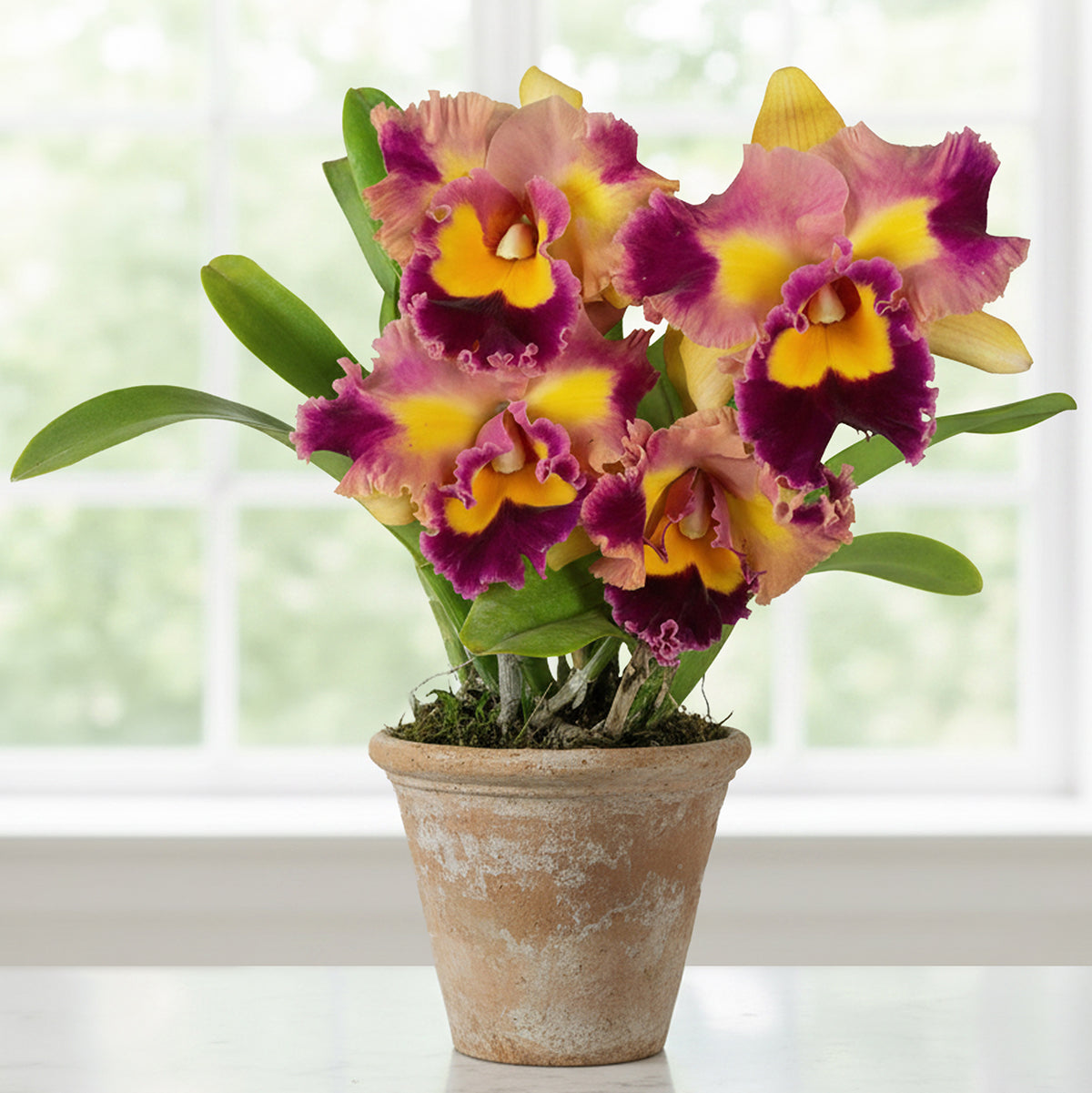 Rlc orchid Siam Golden Flare plant for sale