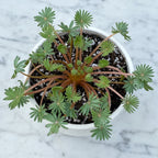 Palm-leaf False Shamrock Plant for Sale