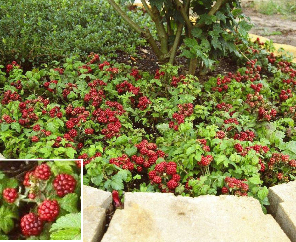 Arctic Raspberry Plant ‘Sophia’ (Rubus arcticus x stellarcticus)