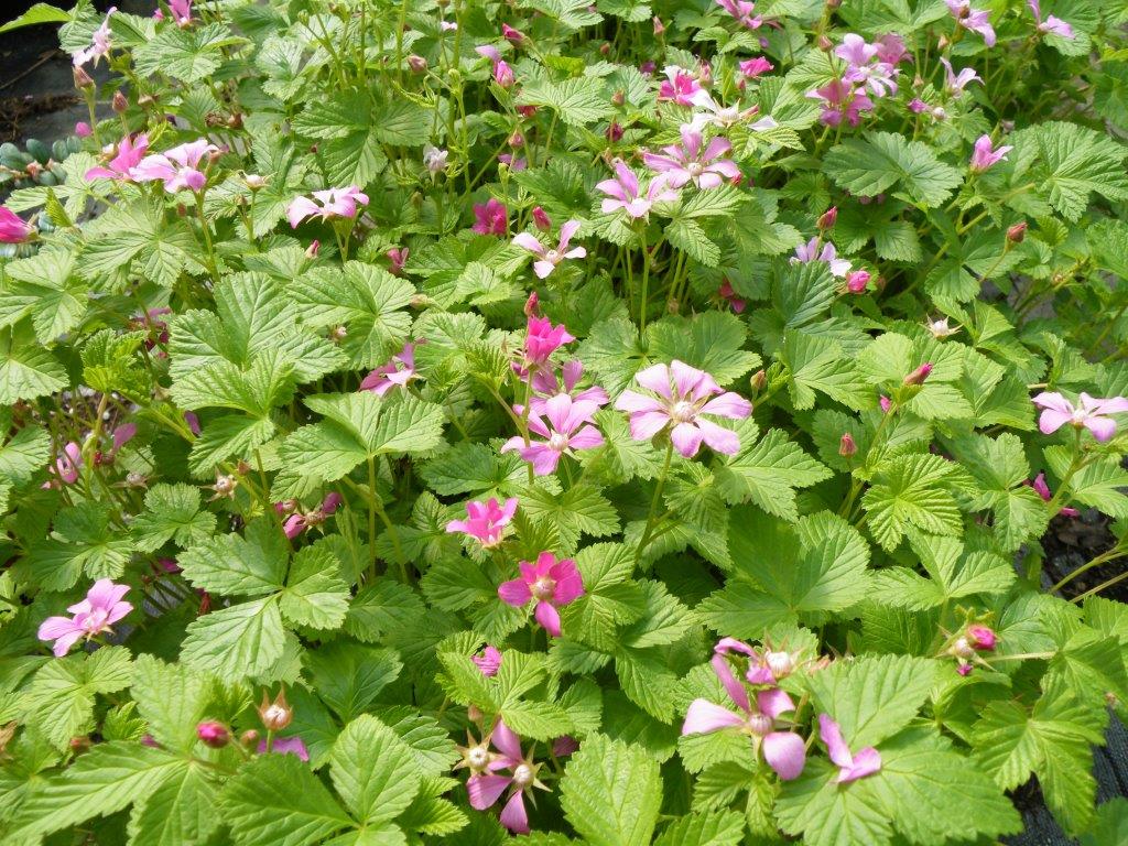 Arctic Raspberry Plant ‘Sophia’ (Rubus arcticus x stellarcticus)