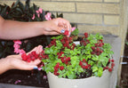 Arctic Raspberry Plant ‘Sophia’ (Rubus arcticus x stellarcticus)