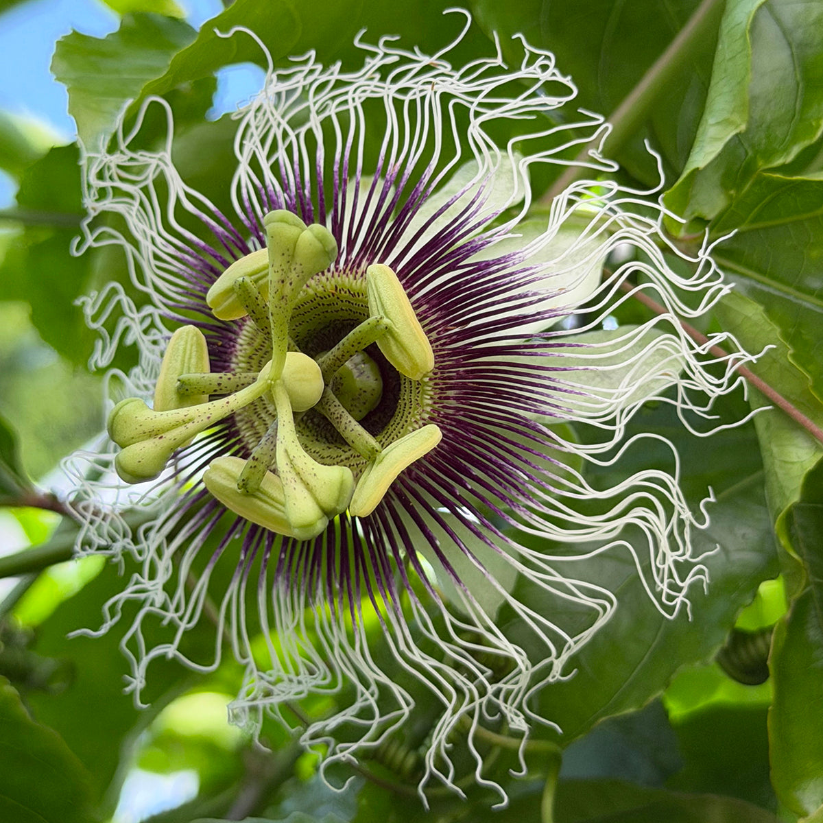 Passion Flower ‘Bounty’ for sale