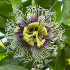 Passion Flower ‘Bounty’ for sale