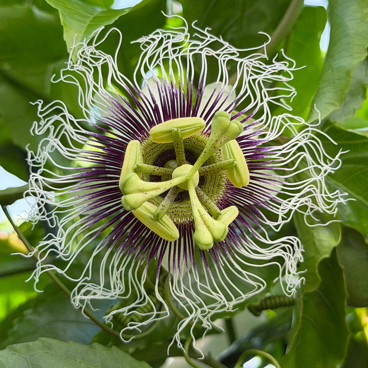 Passion Flower ‘Bounty’ for sale