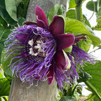 Passion Flower 'Indian Giant Granadilla' (Passiflora quadrangularis)