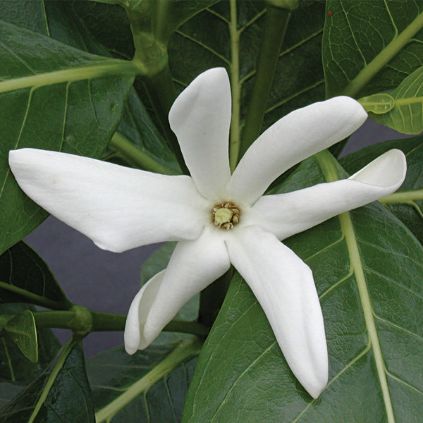Tahitian Gardenia (Gardenia taitensis)
