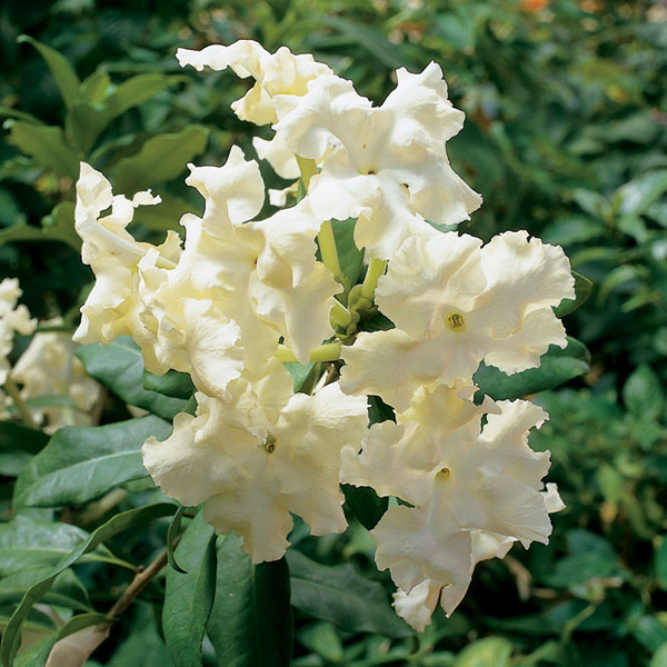 Jamaican Lady of the Night (Brunfelsia jamaicensis)
