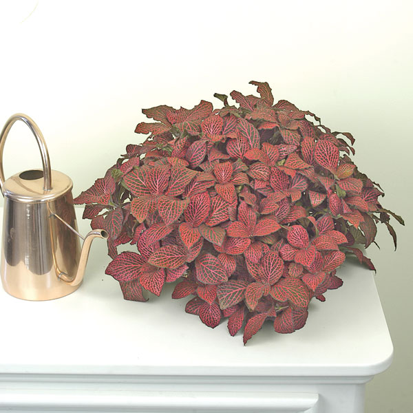 Nerve Plant ‘Super Red’ (Fittonia verschaffeltii)