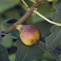 R1256-4-large (fig-trees)