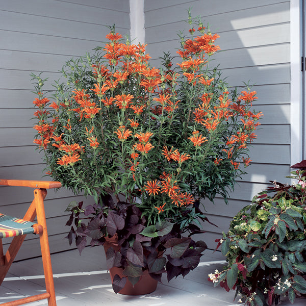 Lion’s Ears (Leonotis leonurus)