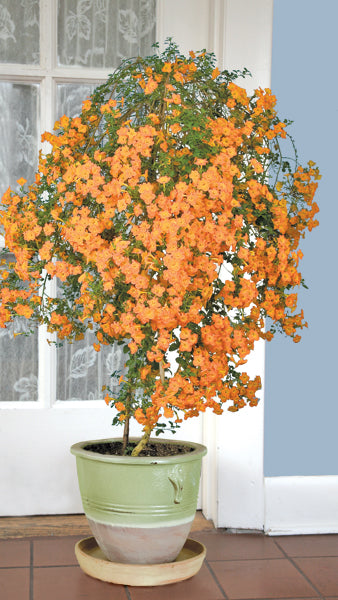 Marmalade Plant