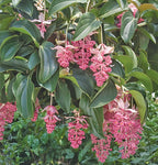 Showy Medinilla (Medinilla magnifica)