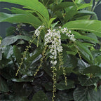 Fiddlewood (Citharexylum spinosum)