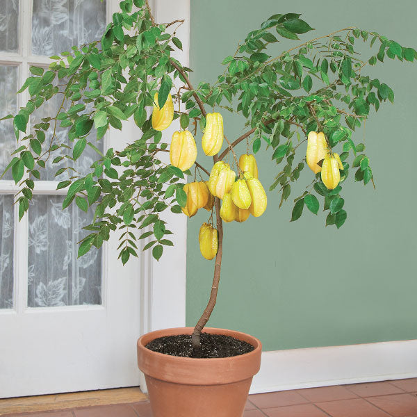 Star Fruit ‘Maher Dwarf’ (Averrhoa carambola)