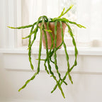 Chain Cactus rhipsalis paradoxa plant for sale