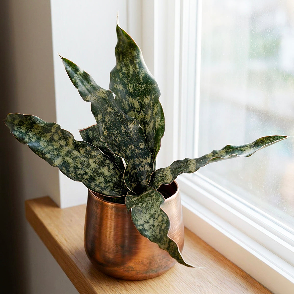 Sansevieria 'Coppertone' for sale
