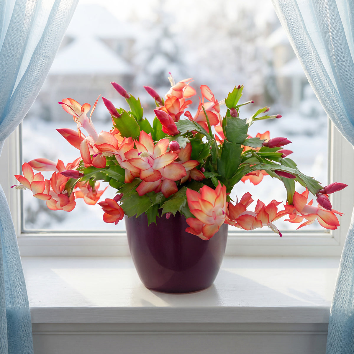 Holiday Cactus 'Samba Brazil'