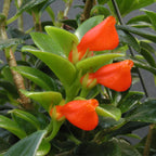Goldfish Plant 'Christmas Holly' (Nematanthus hybrid)