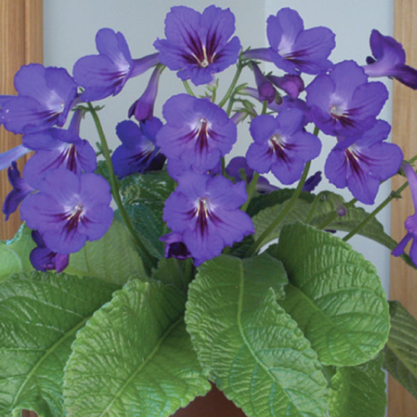 Cape Primrose ‘Amanda’ (Streptocarpus hybrid)