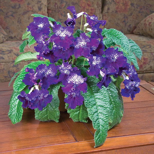 Cape Primrose ‘Moonlit Velvet’ (Streptocarpus hybrid)