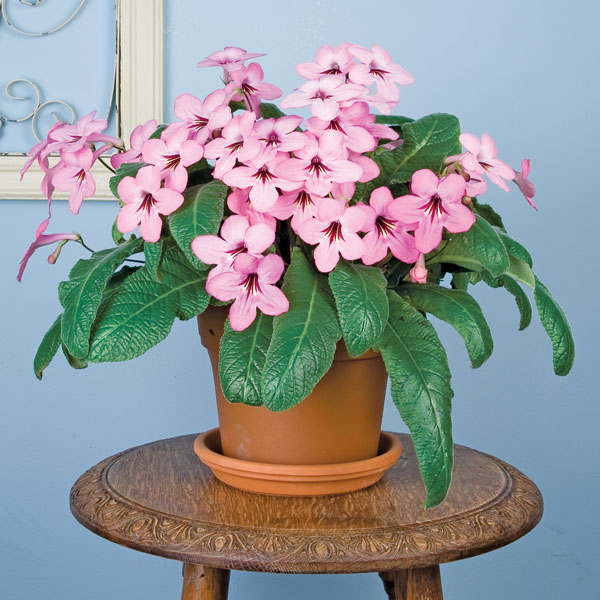 Cape Primrose ‘Lucky Strike’ (Streptocarpus hybrid)