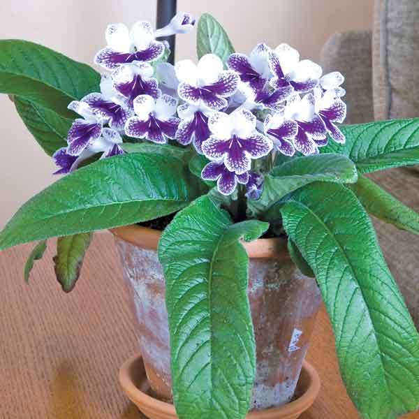 Cape Primrose ‘Purple Panda’ (Streptocarpus hybrid)