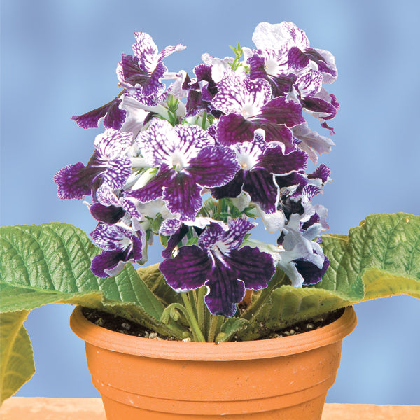 Cape Primrose ‘Remembering John’ (Streptocarpus hybrid)