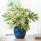 Variegated Japanese Aralia for sale
