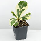 Variegated Fiddle Leaf Fig
