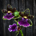 Zglm. Orchid Artur Elle 'Tombstone' for sale