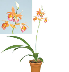 Phaius Dan Rosenberg ‘Tropical Ice’ HCC/AOS (Phaius hybrid)