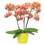 Phalaenopsis Multiflora Orchid ‘Sunset Love’ (Phalaenopsis hybrid)