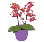 Phalaenopsis Multiflora Orchid ‘Dusty Belle’ (Phalaenopsis hybrid)
