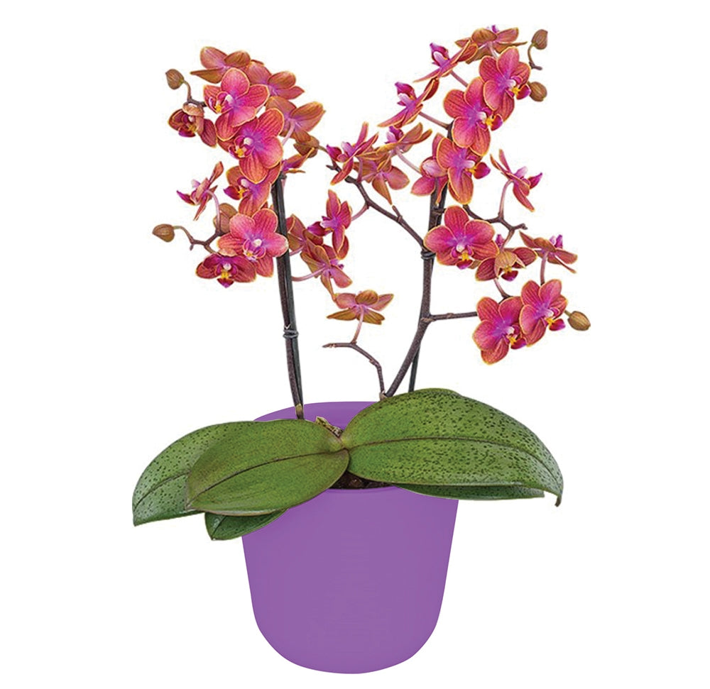 Phalaenopsis Multiflora Orchid ‘Dusty Belle’ (Phalaenopsis hybrid)