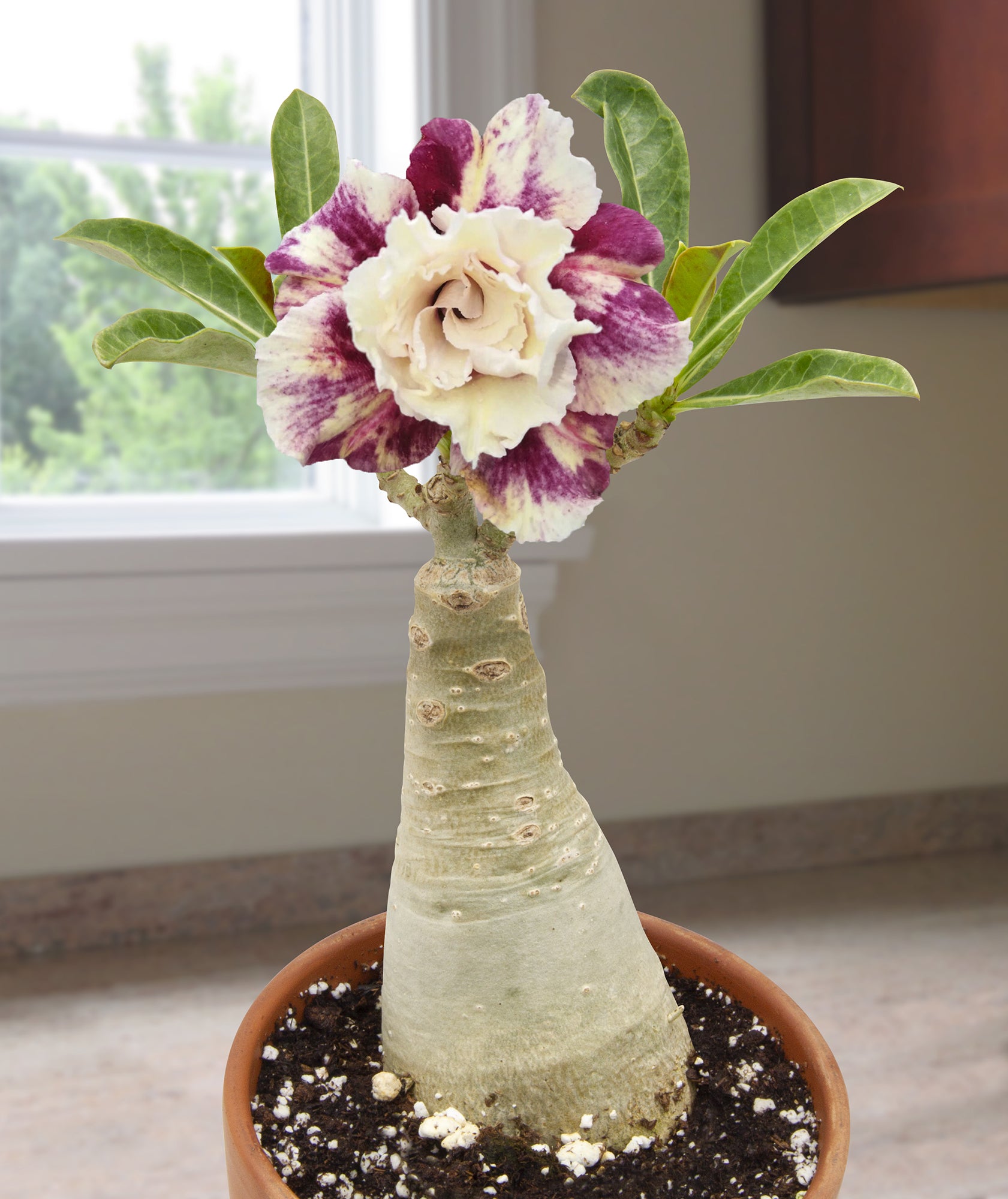 Desert Rose ‘Purple Pink Star’ (Adenium hybrid)