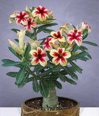 Desert Rose ‘Star Cluster’ (Adenium obesum)