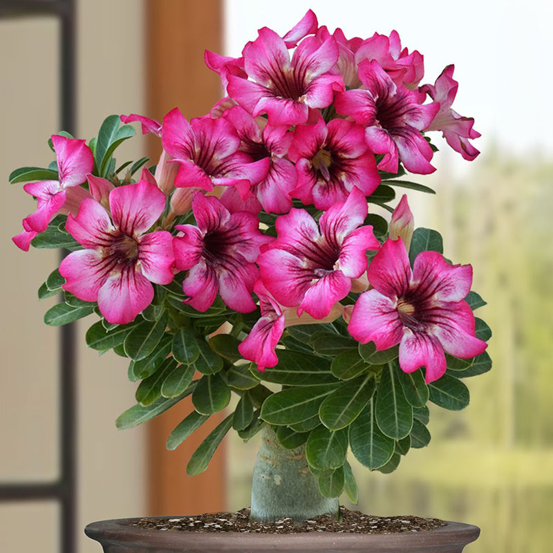 Desert Rose ‘Cherry Blossom’ (Adenium hybrid)