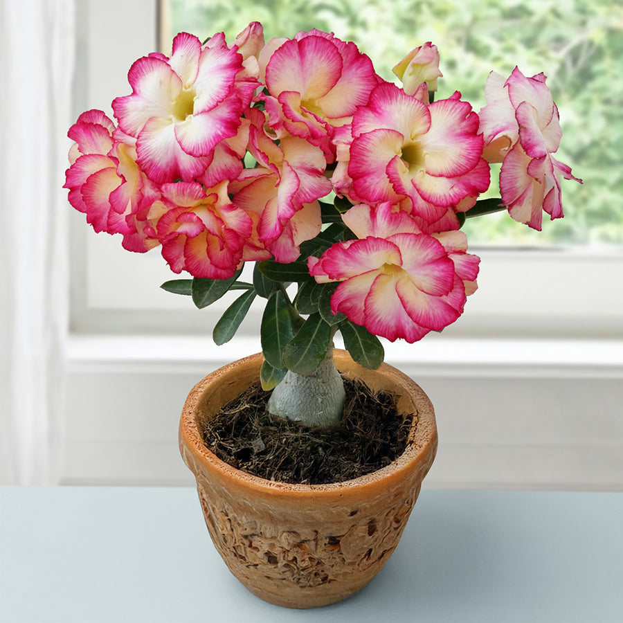 Desert Rose 'Heart's Desire' (Adenium hybrid)