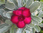 Desert Rose ‘Variegated Double Red’ (Adenium obesum hybrid)