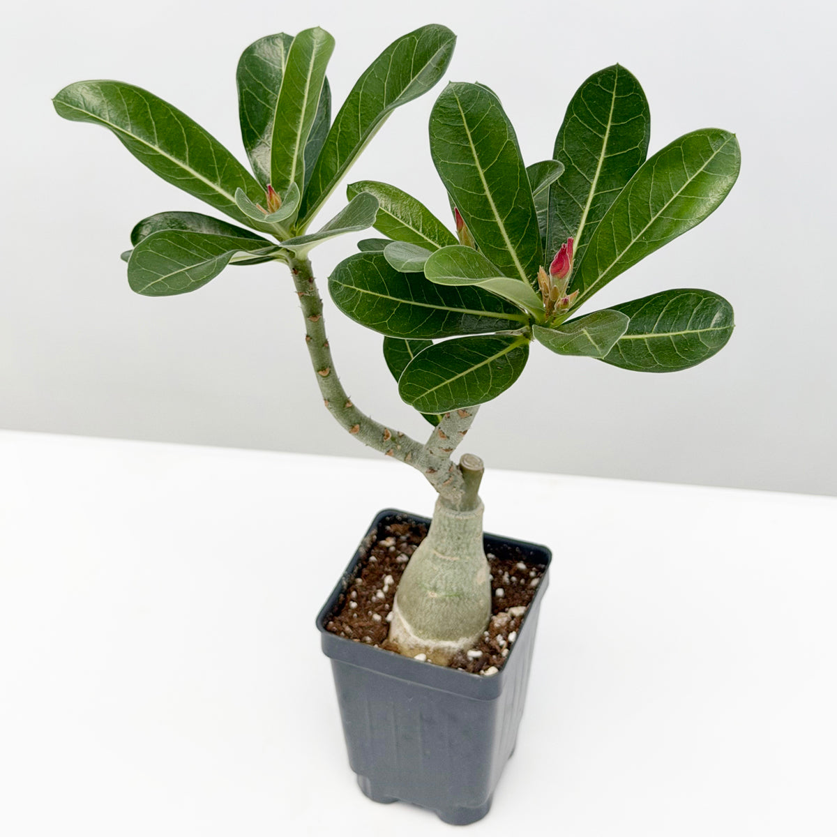 Desert Rose 'Burning Star'