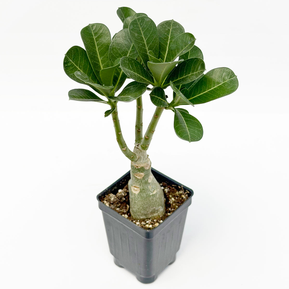 Desert Rose ‘Shadow Flame’