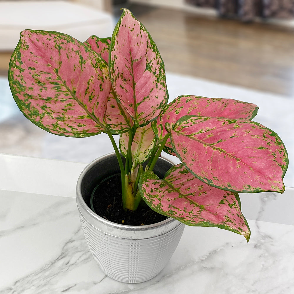 Aglaonema ‘Ruby Ray’ (Aglaonema hybrid)