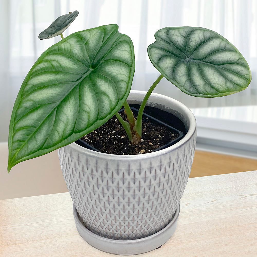 Alocasia ‘Dragon Scale’  (Alocasia baginda)
