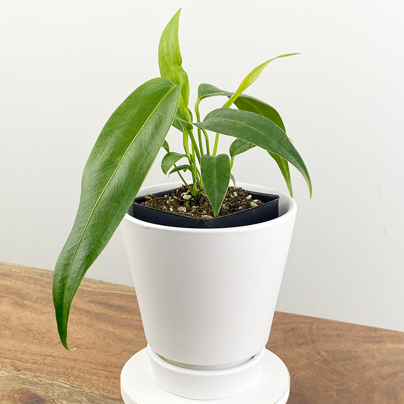 Anthurium wendlingeri (Anthurium wendlingeri)