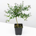 Australian Red Lime Tree 4" pot