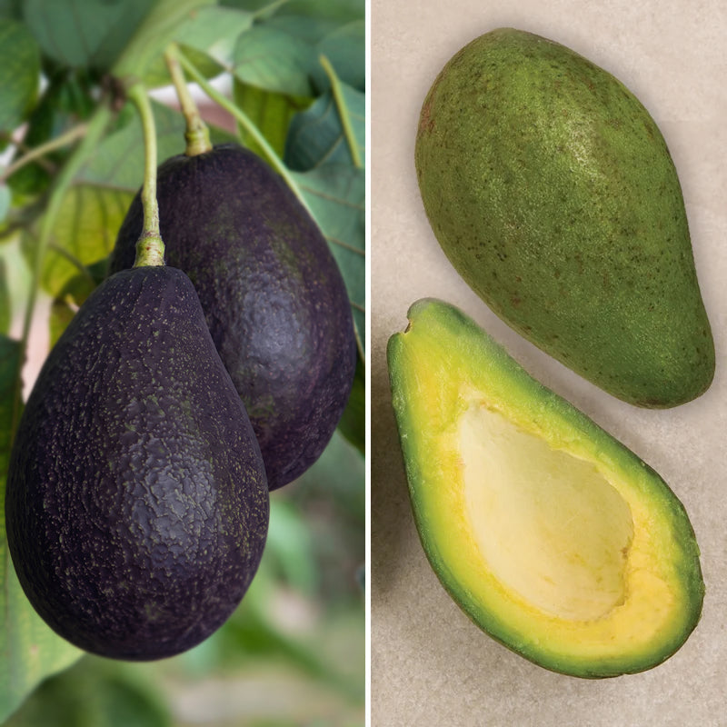 Avocado Tree Set 'Day' and 'Oro Negro'