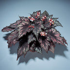Begonia 'Helen Teupel' (Begonia rex hybrid)