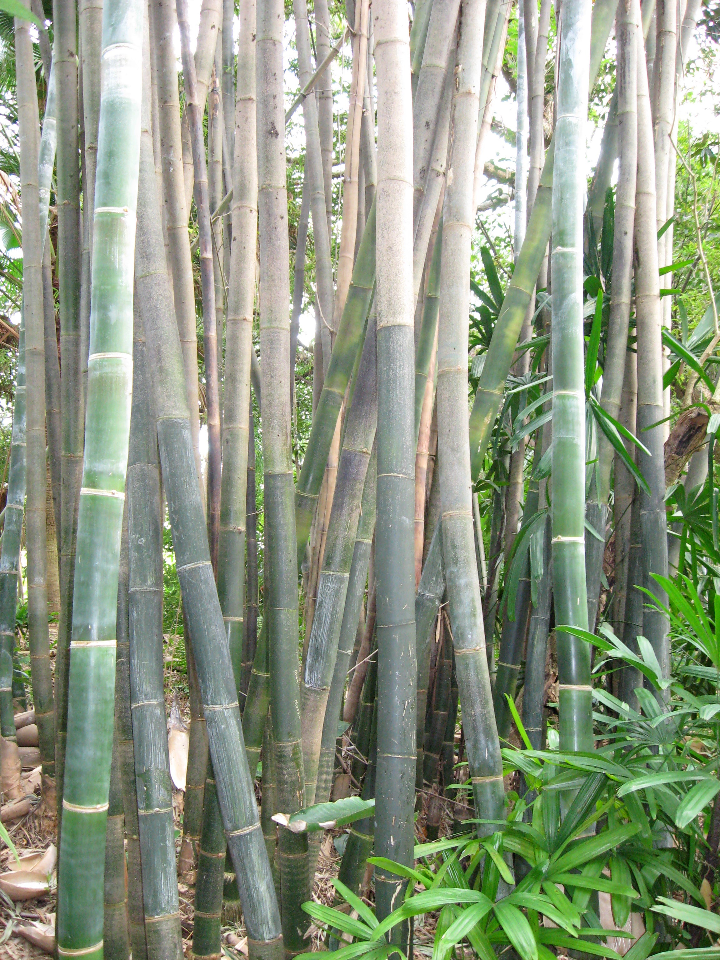 Giant Timber Bamboo (Bambusa oldhamii)